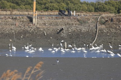 在已收成魚塭覓食的黑面琵鷺2( 中華鳥會提供)